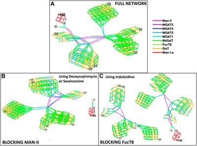N-Glycosylation Network Construction and Analysis to Modify Glycans on the Spike (S) Glycoprotein of SARS-CoV-2